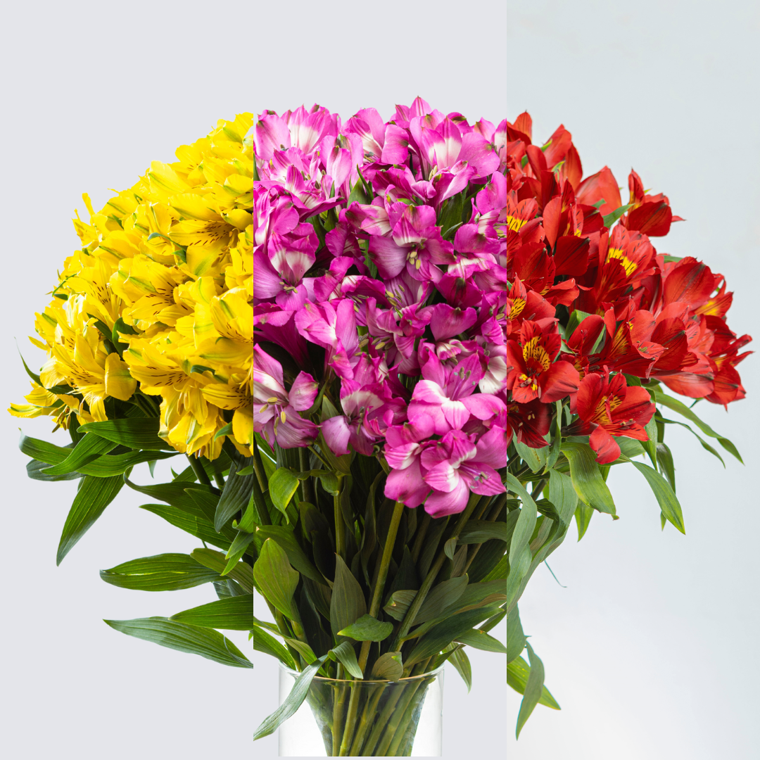 Alstroemerias