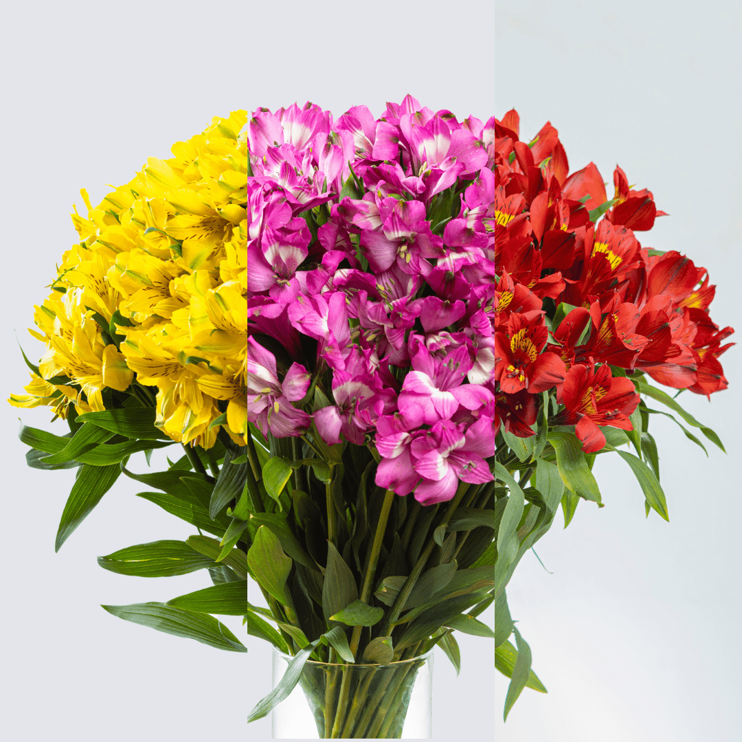 Alstroemerias - FLORES DE LA PLAZOLETA