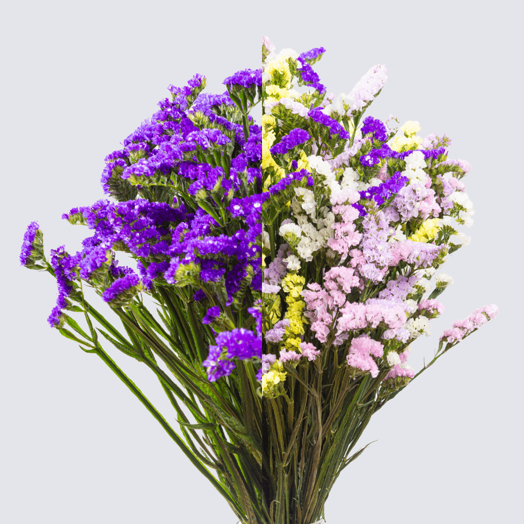 Flores secas - FLORES DE LA PLAZOLETA