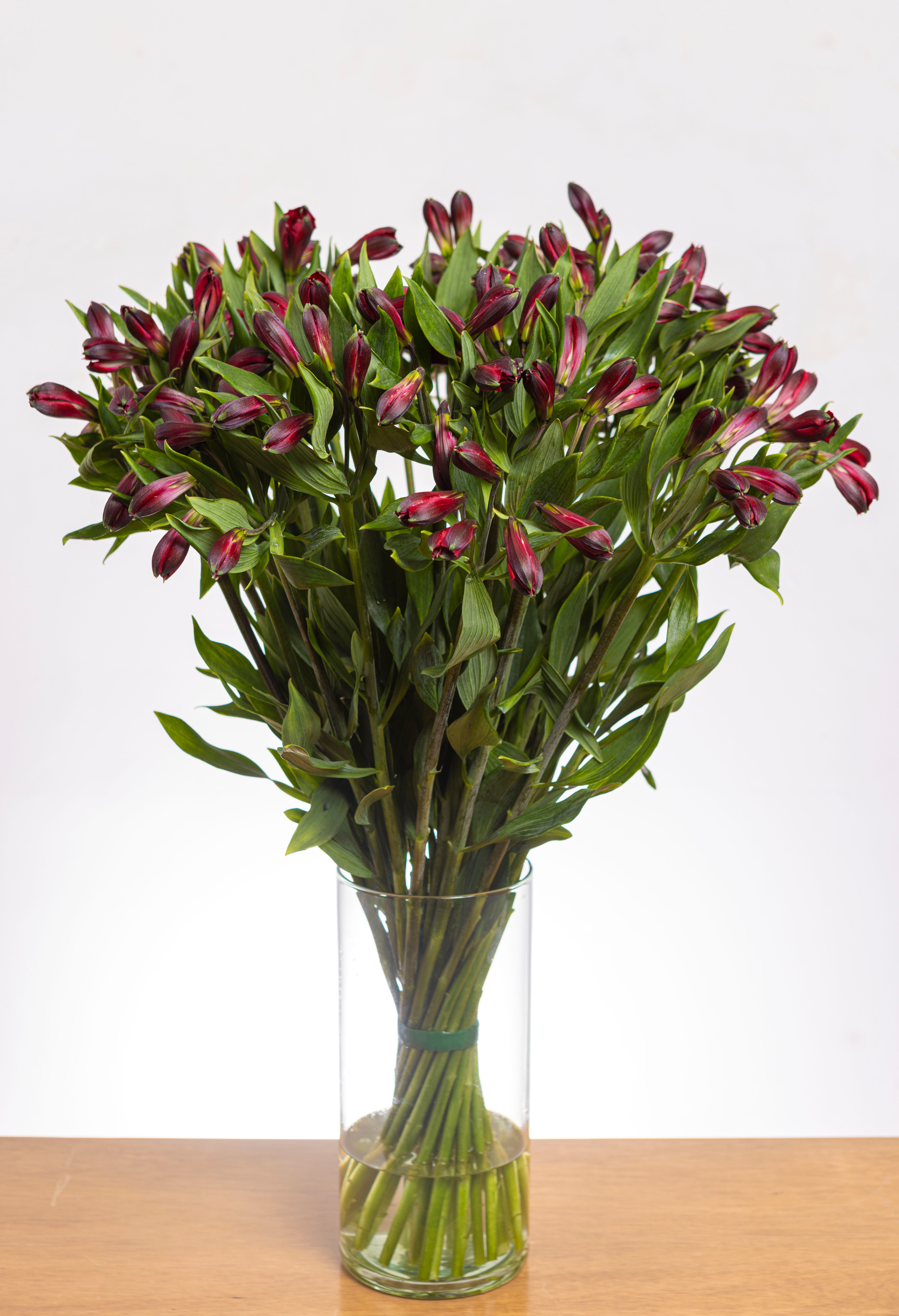 Alstroemeria Roja x 25 tallos.