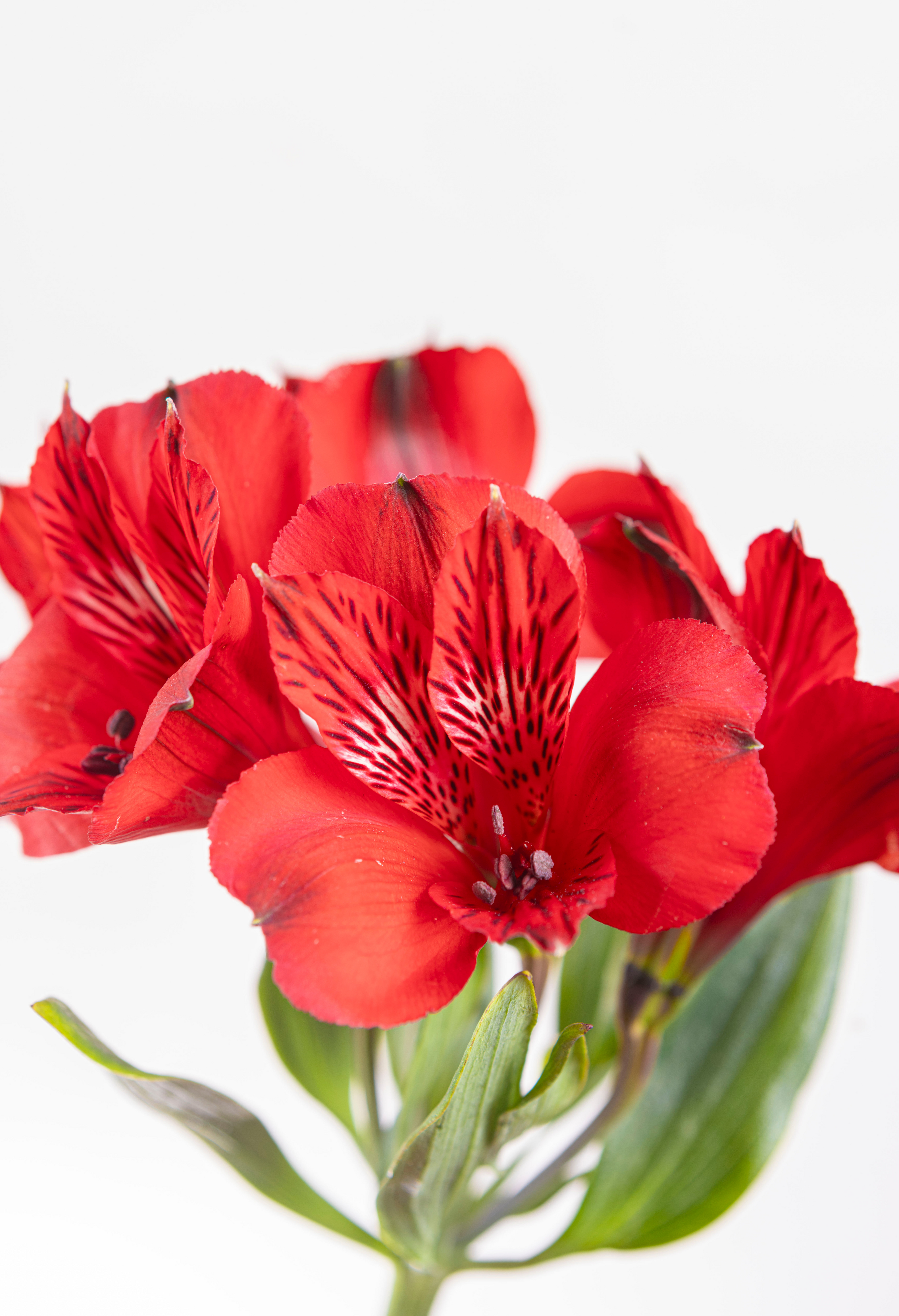 Ramo de Alstroemerias (25 tallos)
