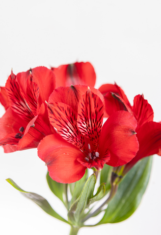 Alstroemeria Roja x 25 tallos.