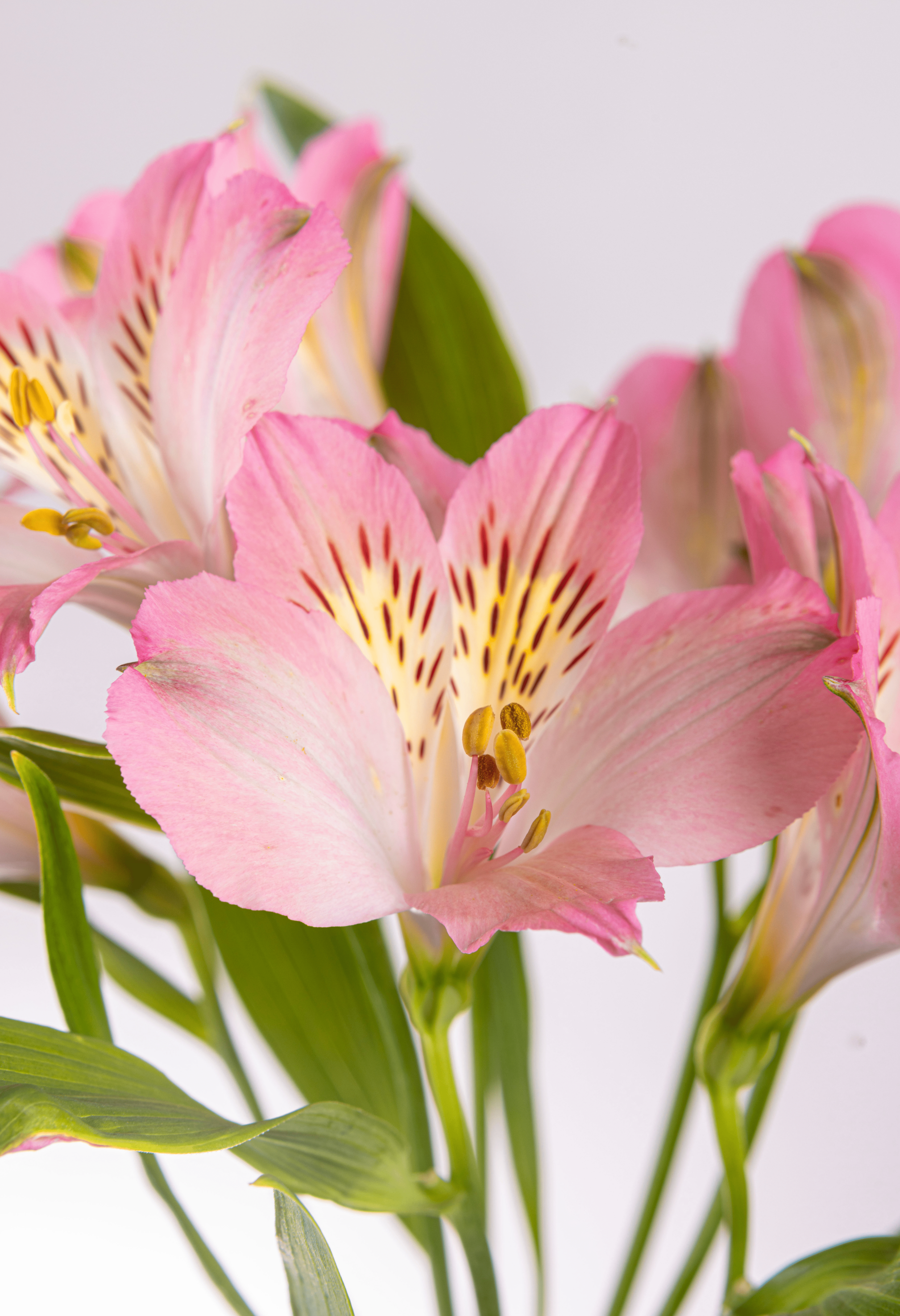 Alstroemeria Rosada x 25 tallos.