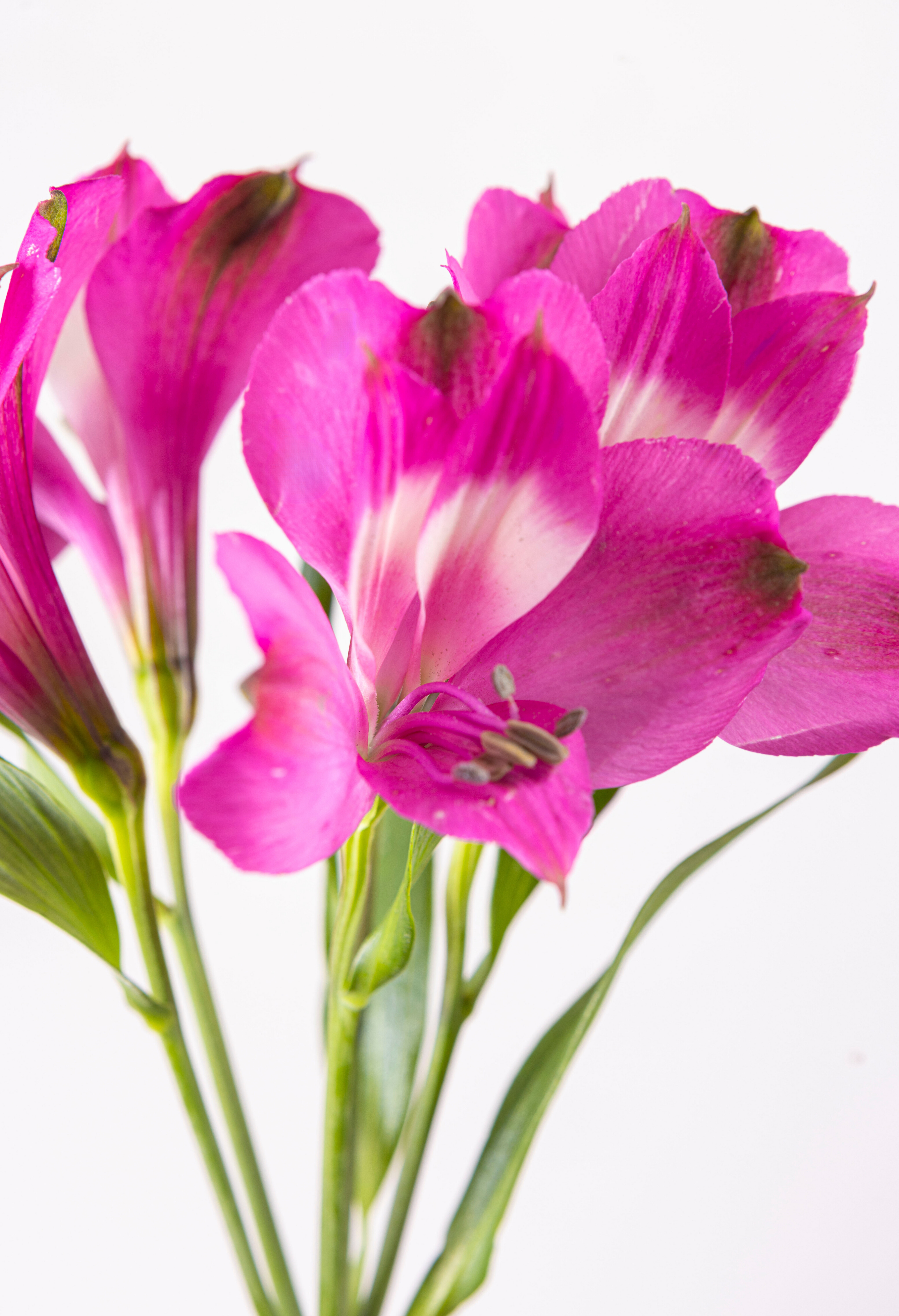 Alstroemeria Bicolor x 25 tallos.