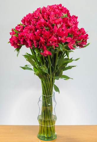 Alstroemeria Rosado Intenso x 25 tallos,