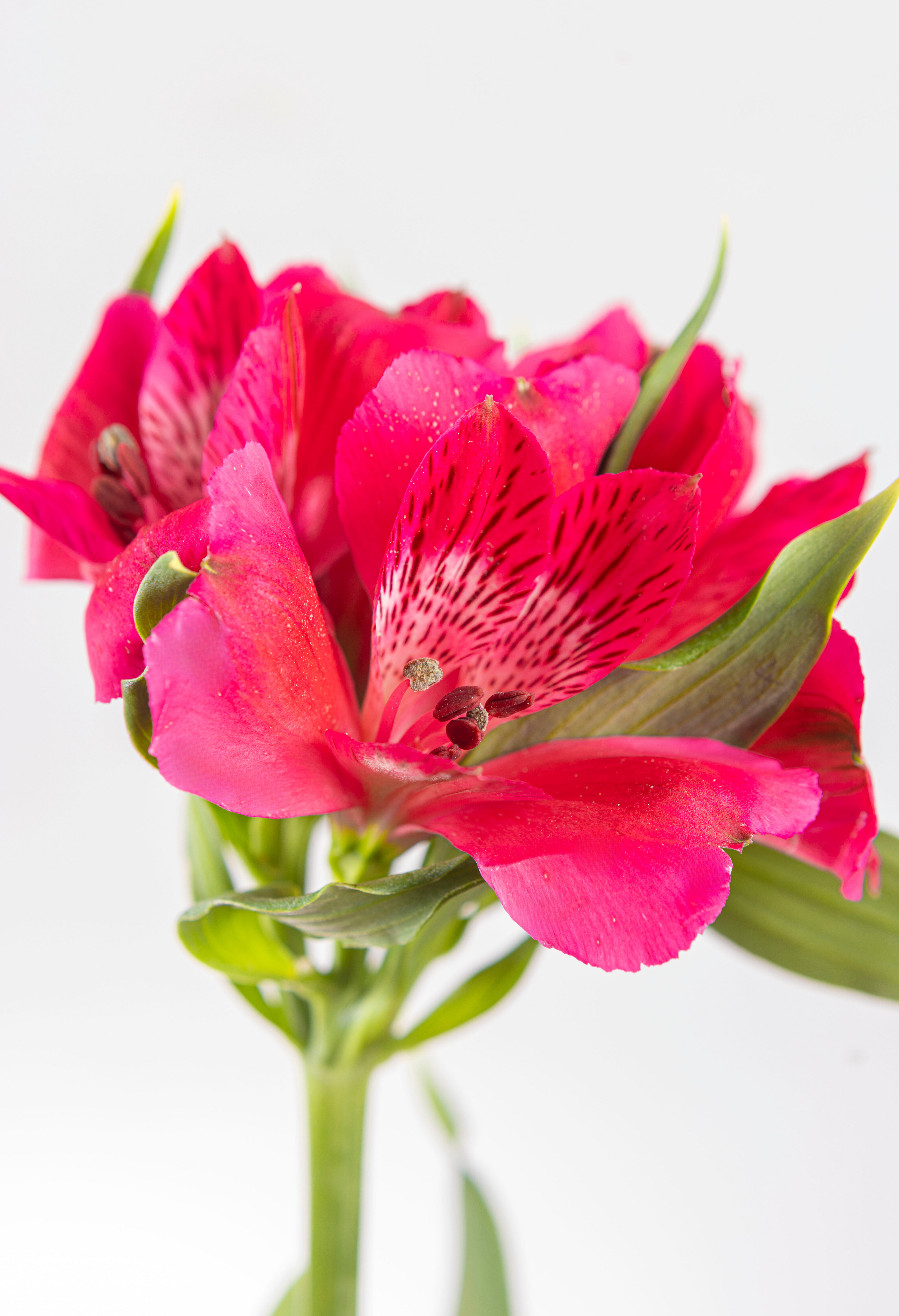 Alstroemeria Rosado Intenso x 25 tallos,