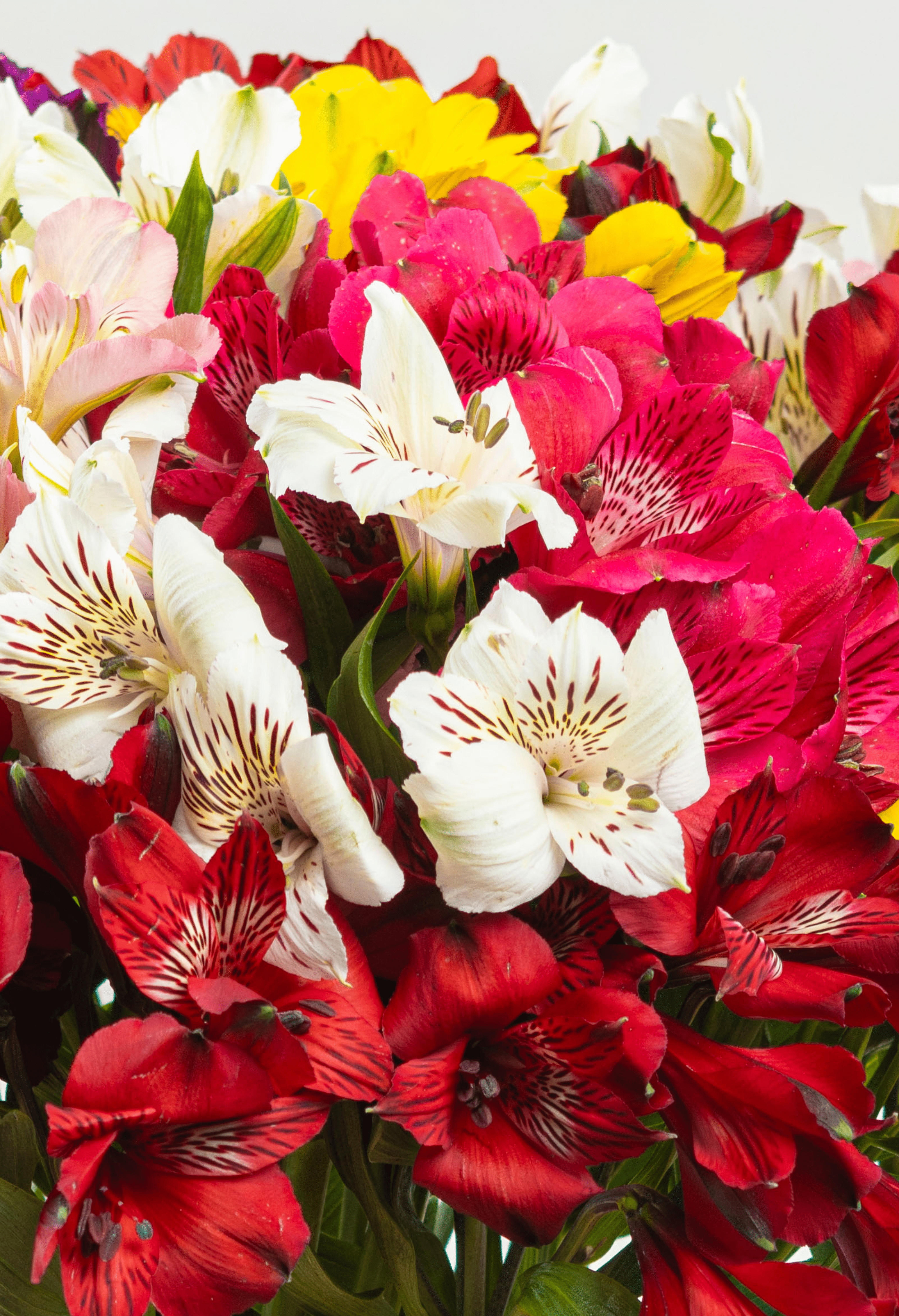 Alstroemeria Mixta x 25 tallos,