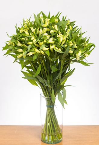 Alstroemeria Blanca x 25 tallos.