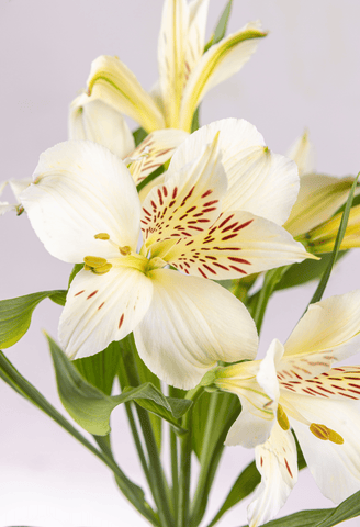 Alstroemeria Blanca x 25 tallos.