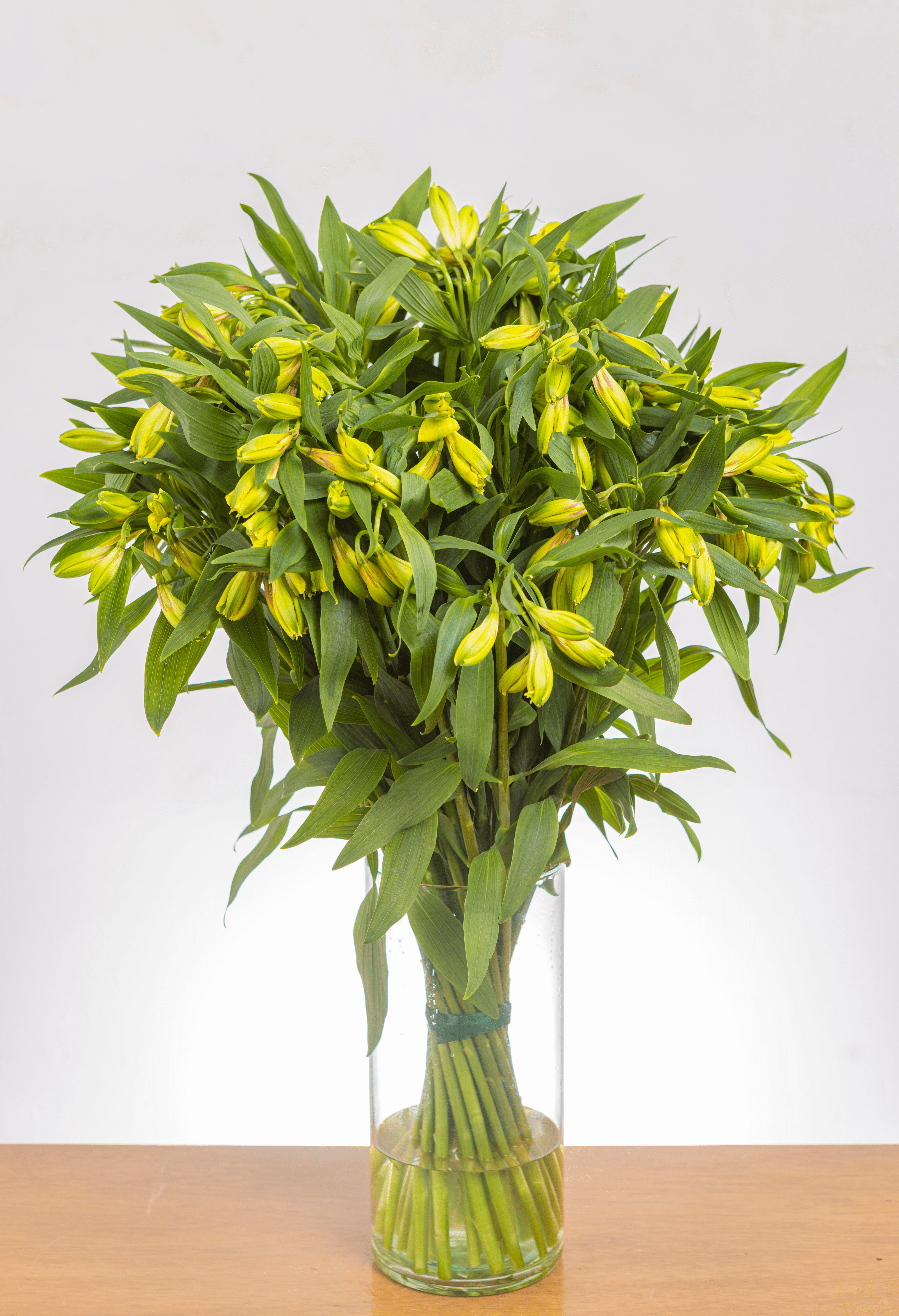 Alstroemeria Amarilla x 25 tallos.