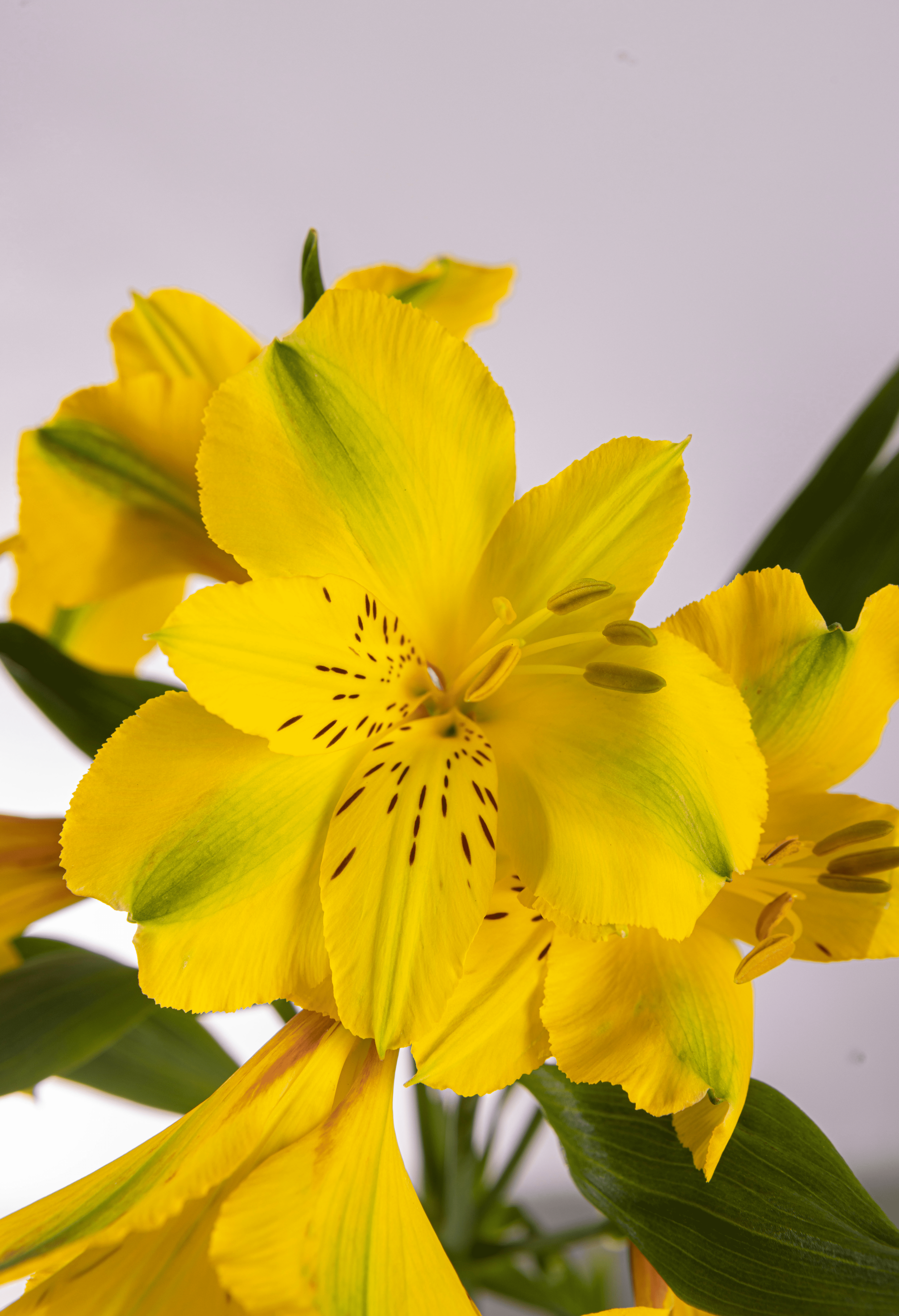 Alstroemeria Amarilla x 25 tallos.