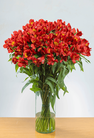 Alstroemeria Naranja x 25 tallos.