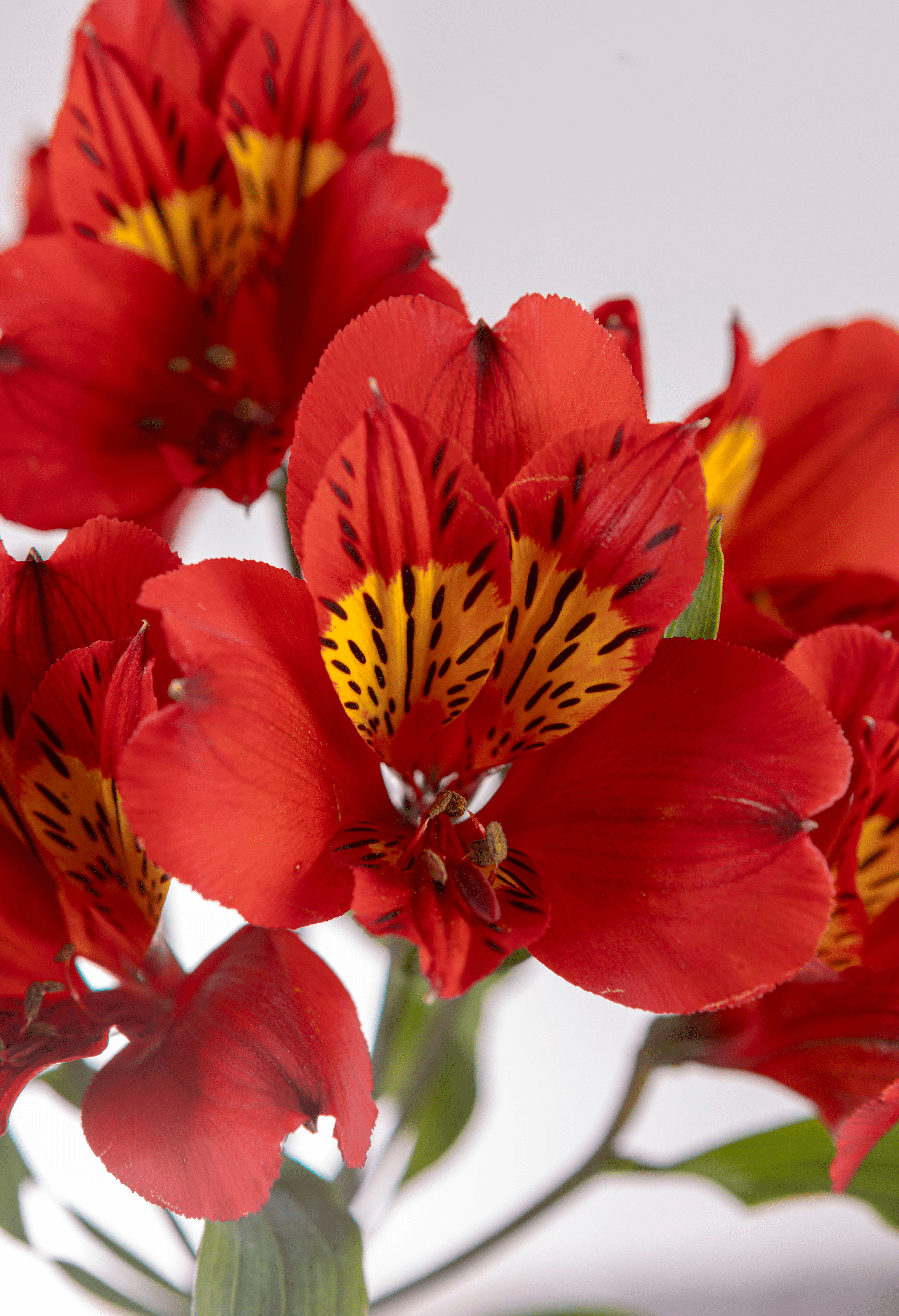 Alstroemeria Naranja x 25 tallos.