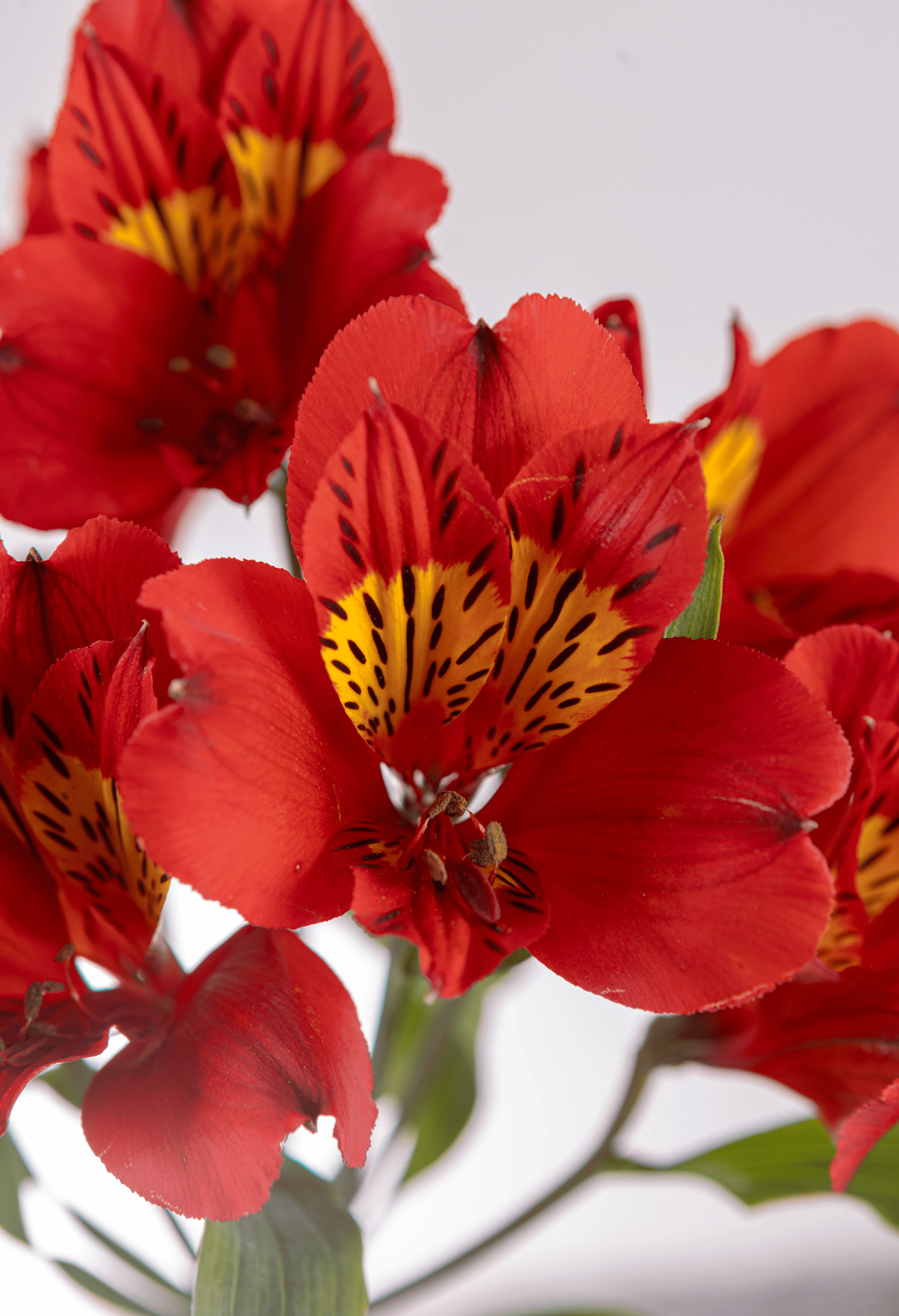 Ramo de Alstroemerias (25 tallos)