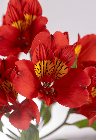 Alstroemeria Naranja x 25 tallos.