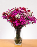 Ramo De Limonium x 25 Tallos