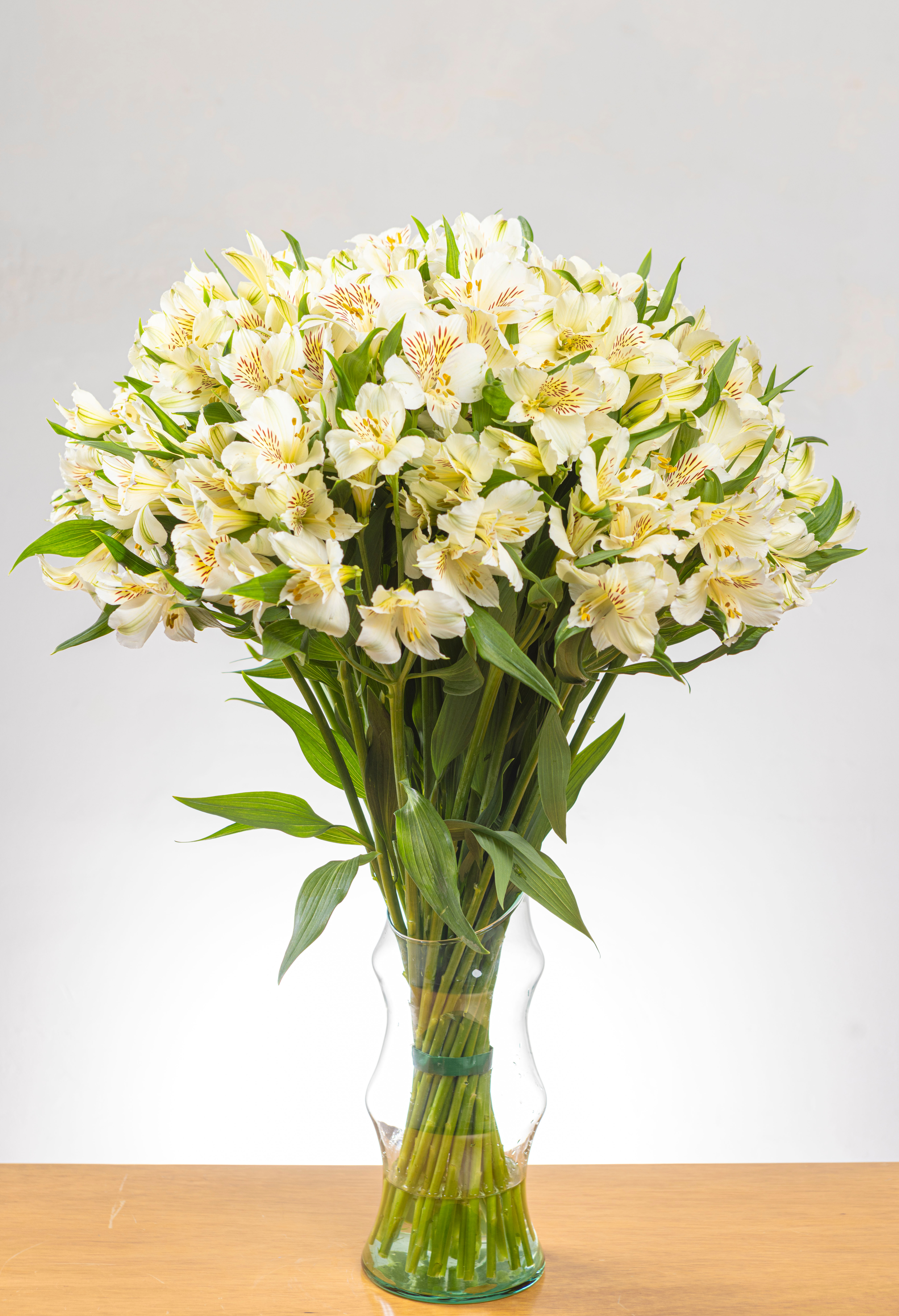 Alstroemeria Blanca x 25 tallos.