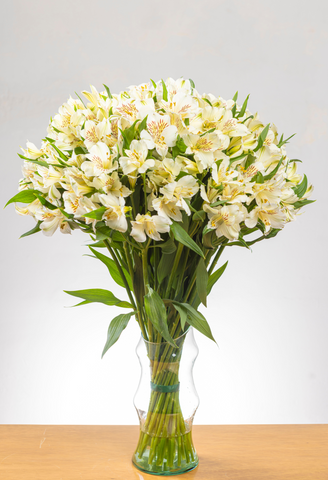 Alstroemeria Blanca x 25 tallos.