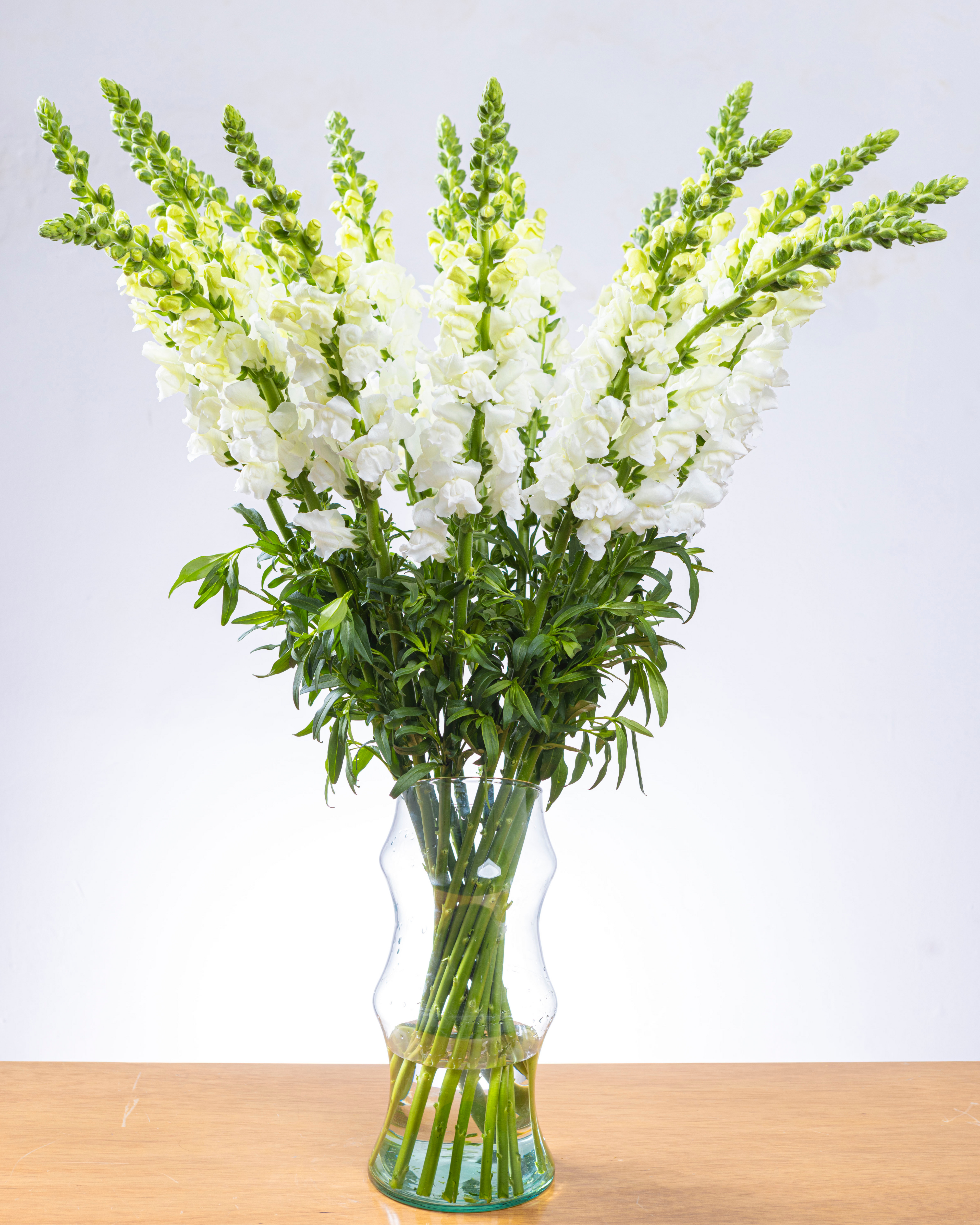 Ramo de Snapdragon (25 tallos)