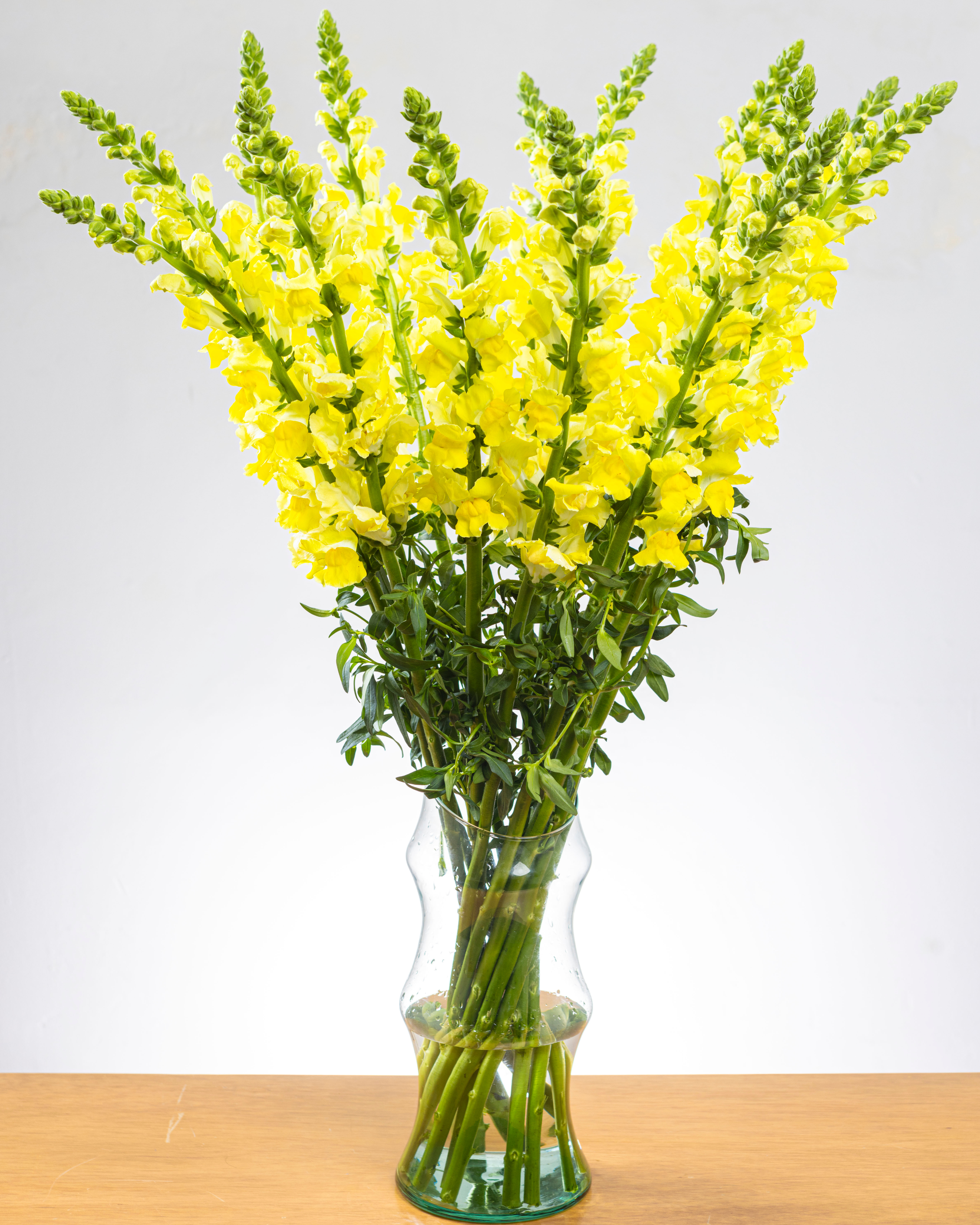 Snapdragon Amarillo x 25 tallos.