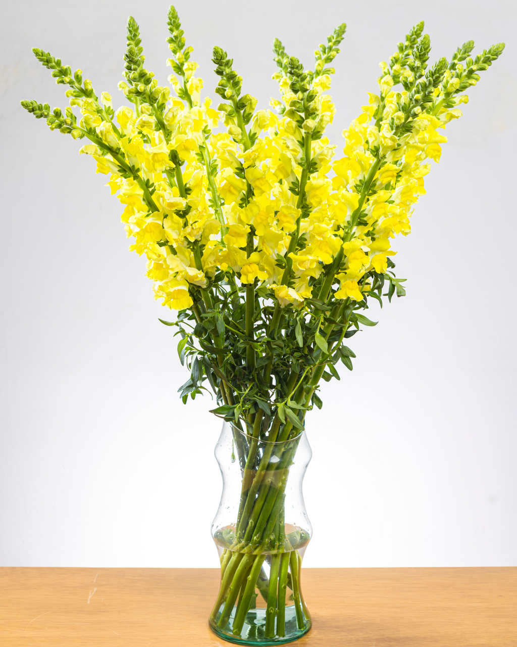 Ramo de Snapdragon (25 tallos)