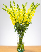 Ramo de Snapdragon (25 tallos)