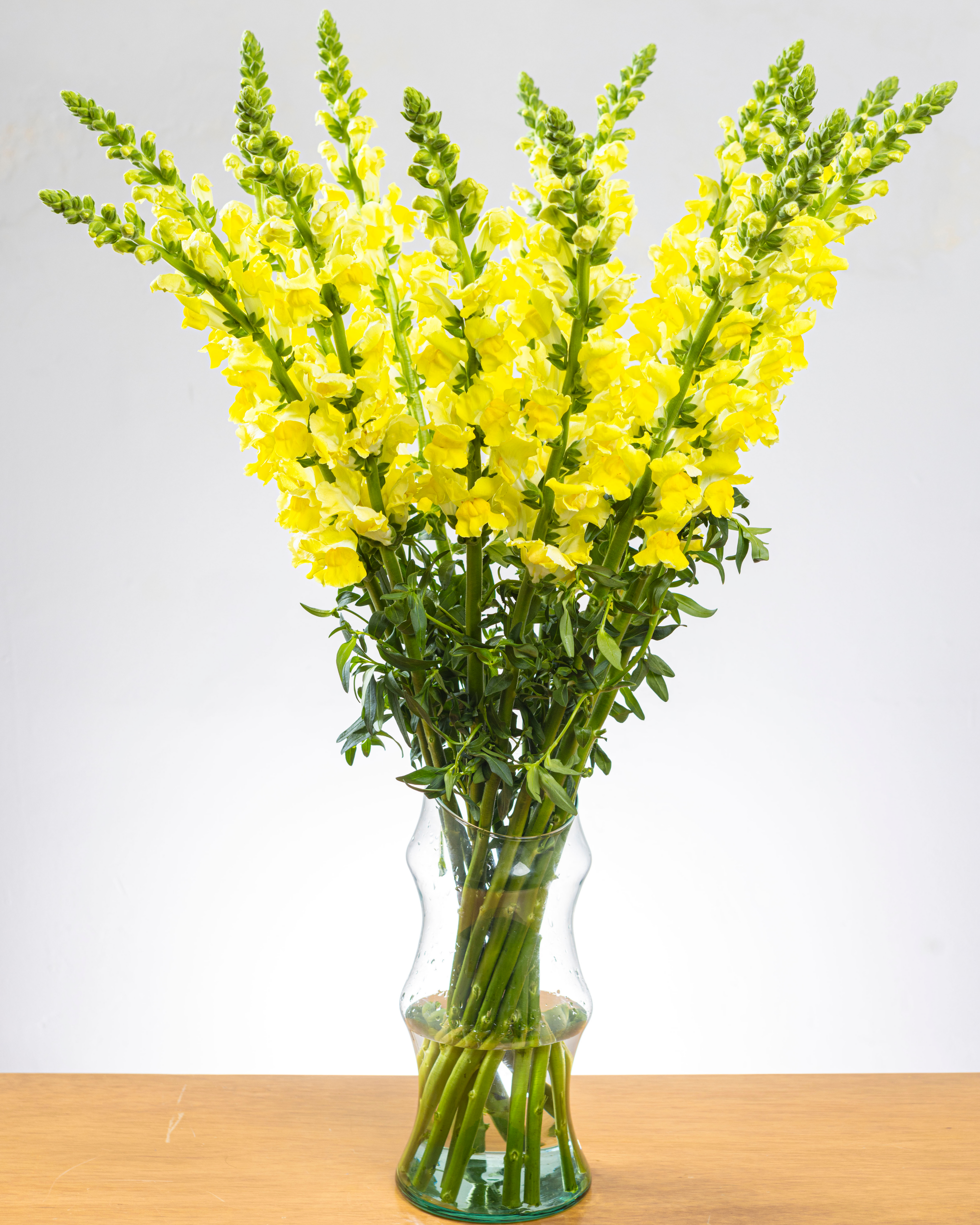 Ramo de Snapdragon (25 tallos)