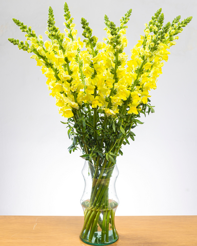 Snapdragon Amarillo x 25 tallos.