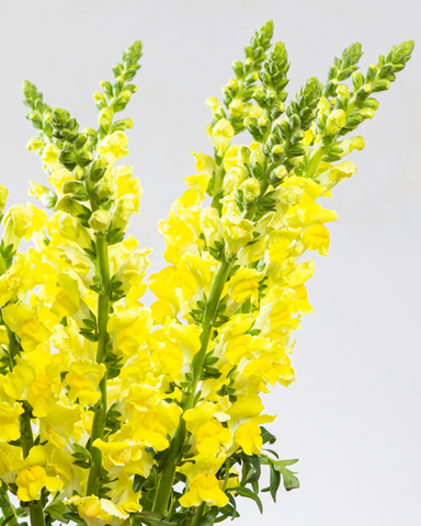 Snapdragon Amarillo x 25 tallos.