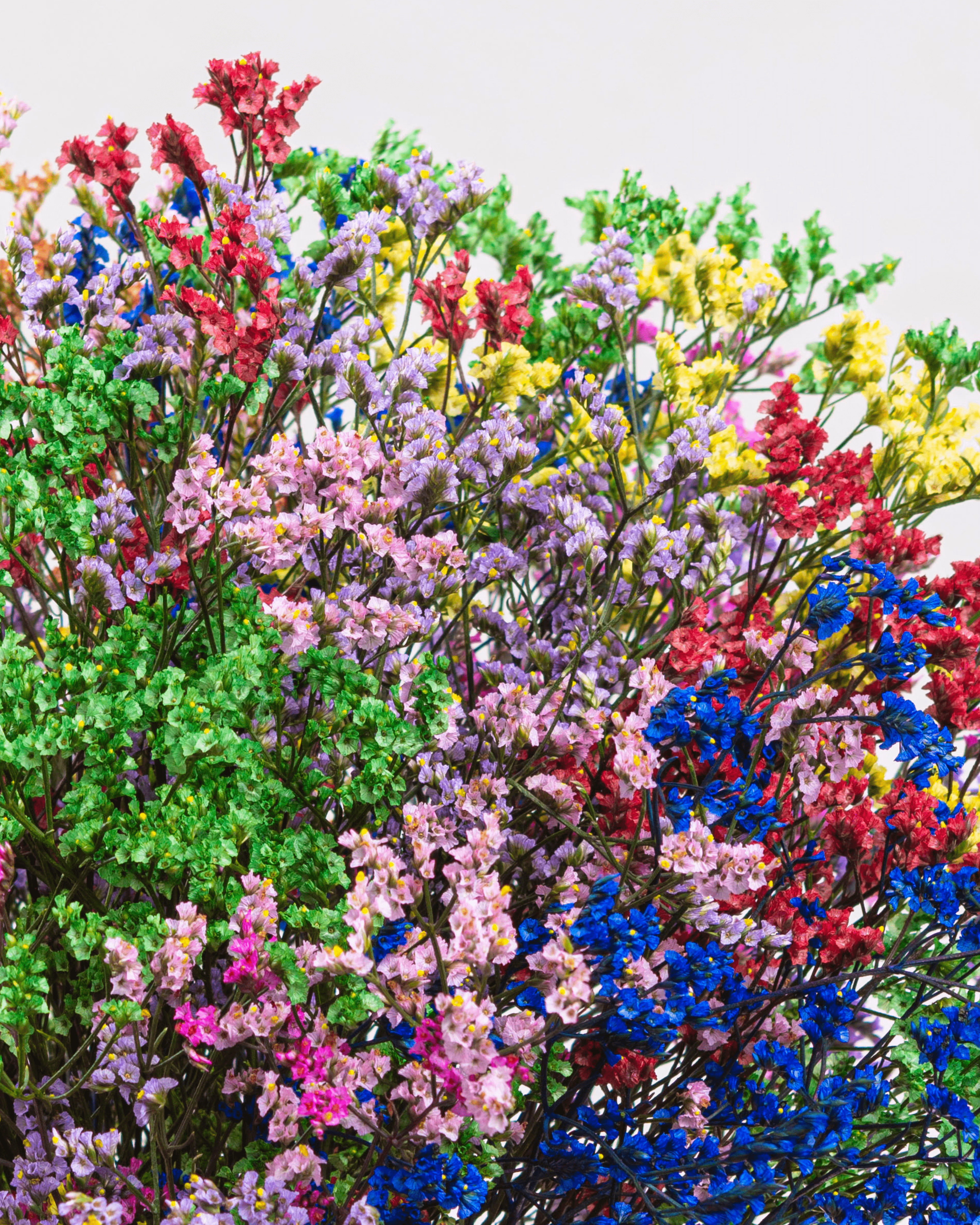 Limonium Colores Vivos x 25 tallos.