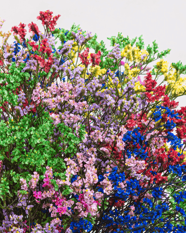 Limonium Colores Vivos x 25 tallos.