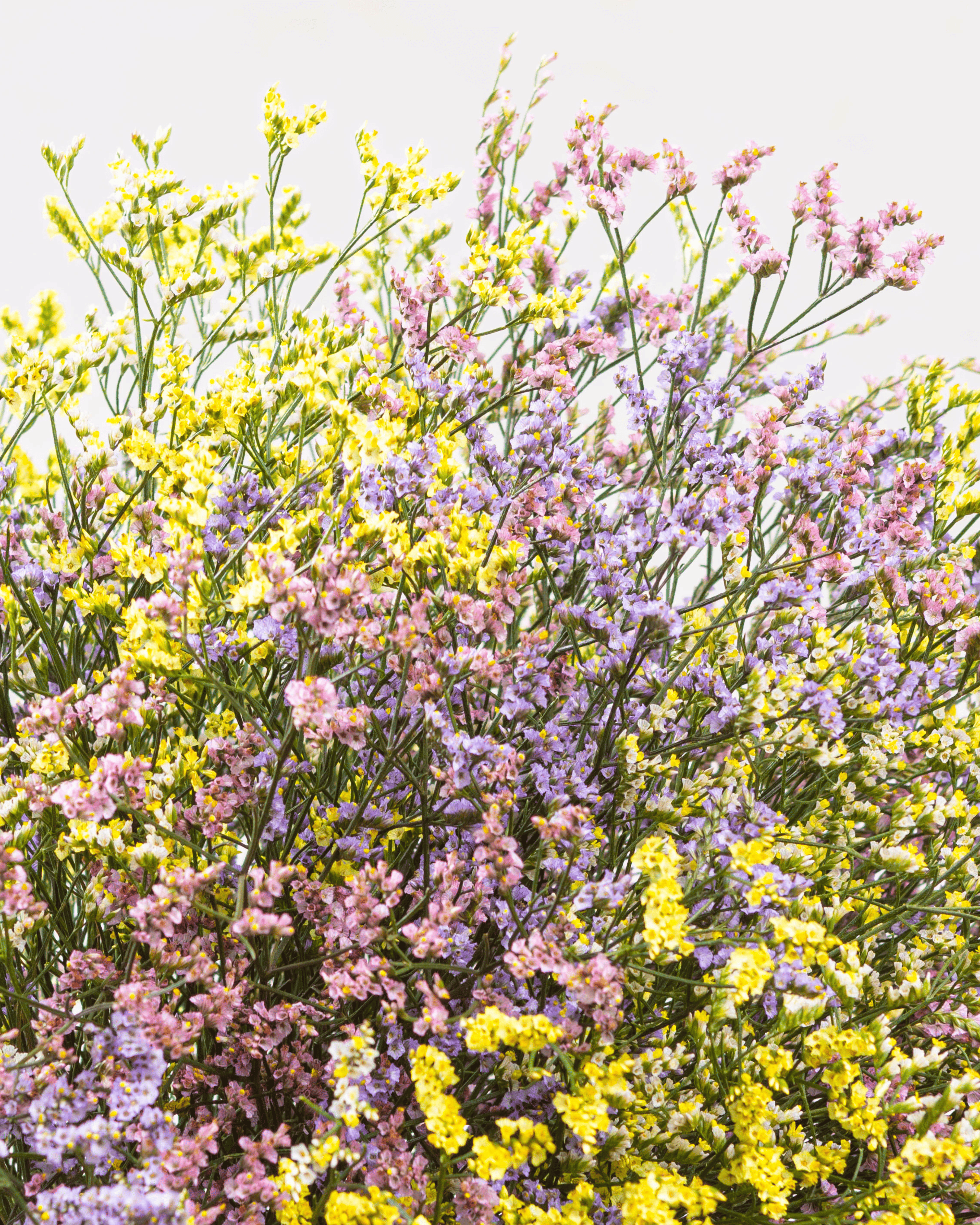 Limonium Colores Pasteles x 25 tallos.