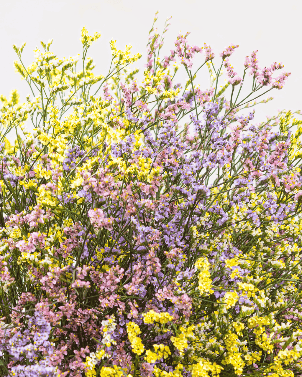 Ramo De Limonium (25 Tallos)