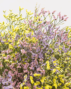 Ramo De Limonium (25 Tallos)