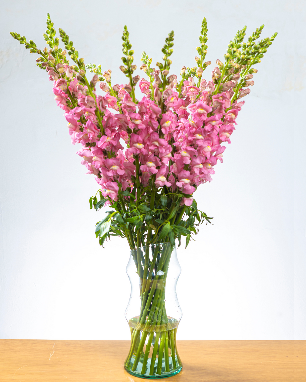 Ramo de Snapdragon (25 tallos)