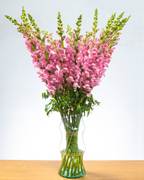 Ramo de Snapdragon (25 tallos)