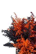 Solidago Magia x 25 Tallos