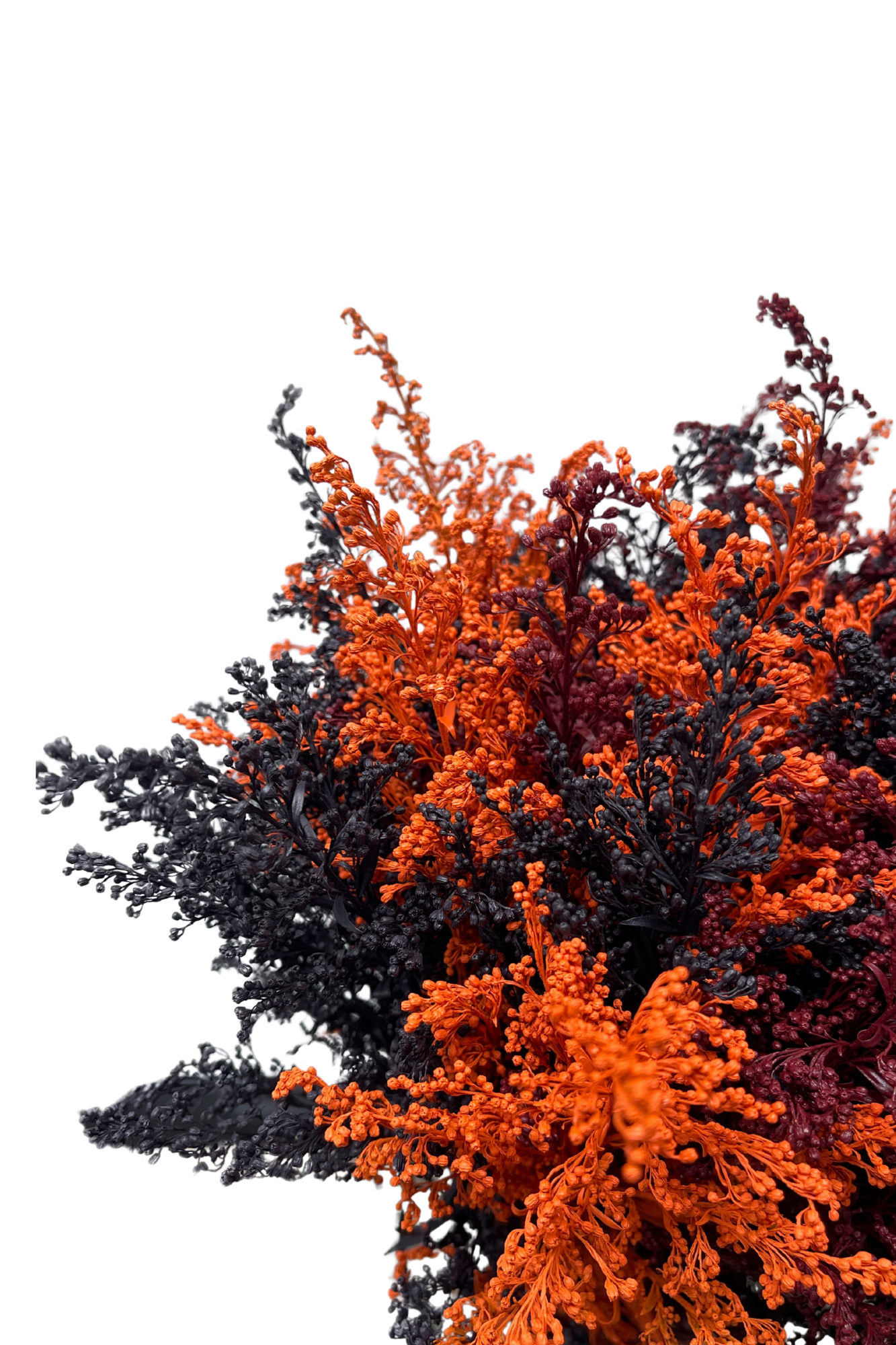 Solidago Magia x 25 Tallos