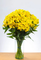 Suscripción Mensual