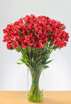 Suscripción Mensual