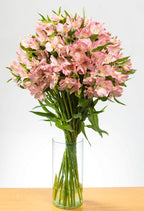 Suscripción Mensual