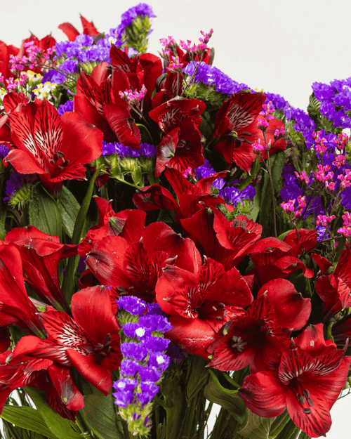 Bouquet Romeo x 25 tallos. - FLORES DE LA PLAZOLETA