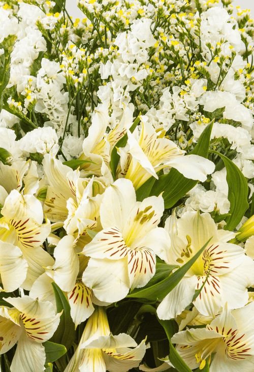 Bouquet Sentimiento x 25 tallos. - FLORES DE LA PLAZOLETA