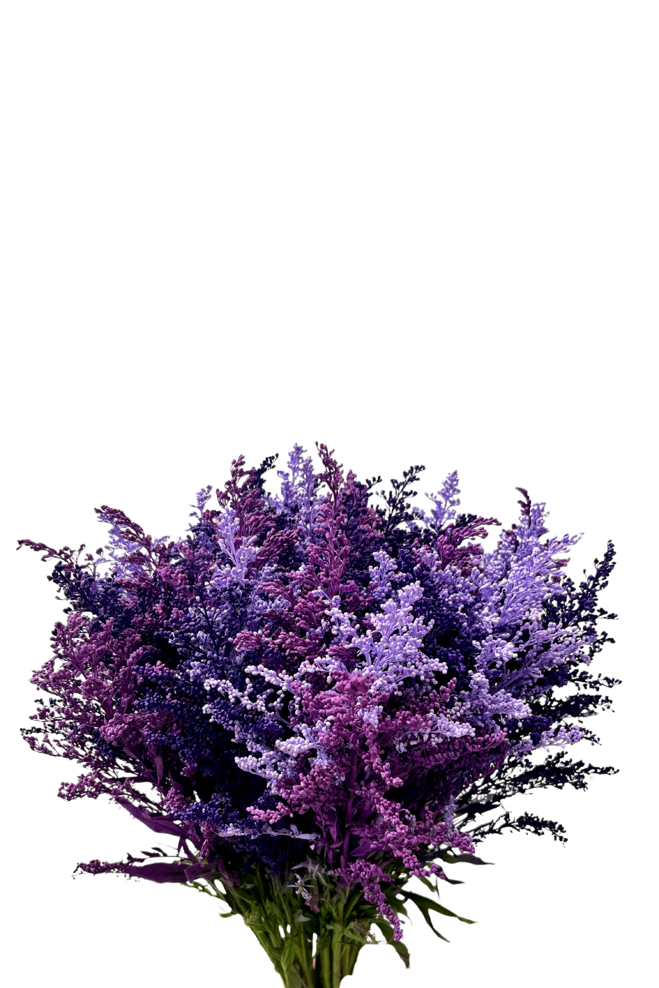 Ramo De Solidago (25 Tallos)