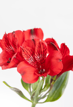 Ramo de Alstroemerias (25 tallos) - FLORES DE LA PLAZOLETA