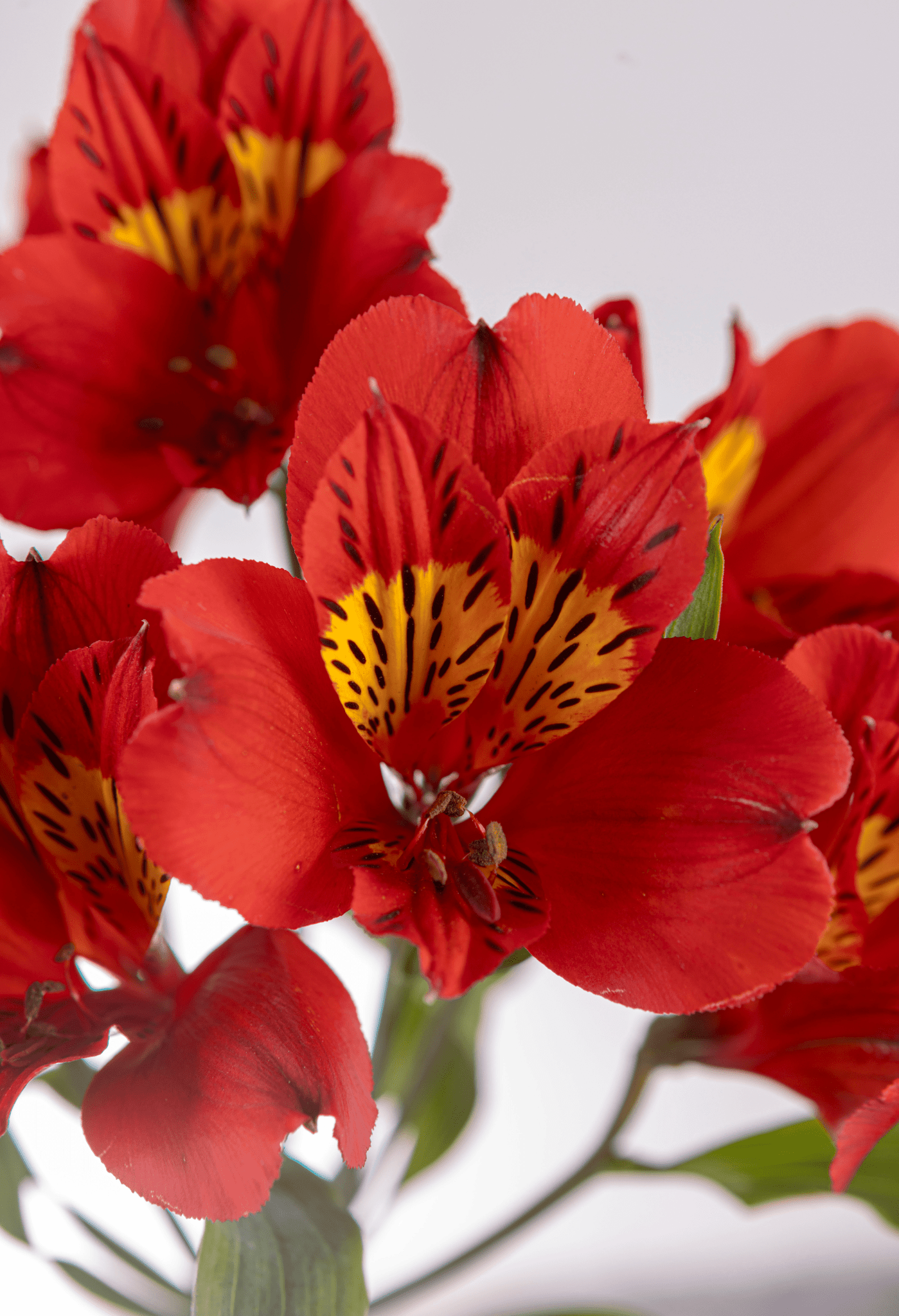 Ramo de Alstroemerias (25 tallos) - FLORES DE LA PLAZOLETA