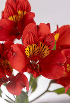 Suscripción Mensual