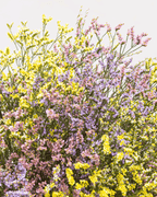 Ramo De Limonium (25 Tallos) - FLORES DE LA PLAZOLETA