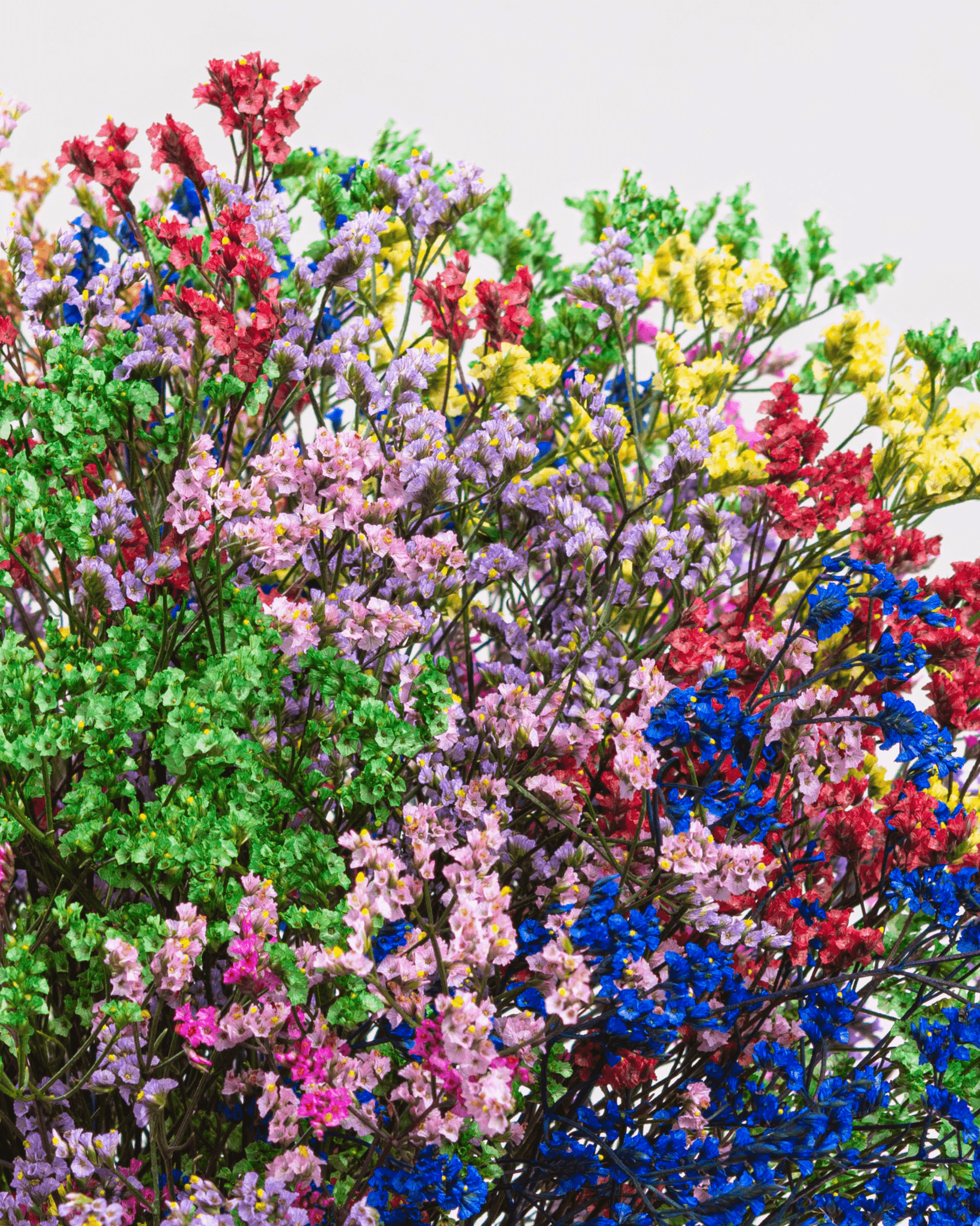 Ramo De Limonium (25 Tallos) - FLORES DE LA PLAZOLETA