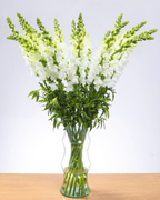 Ramo de Snapdragon (25 tallos) - FLORES DE LA PLAZOLETA
